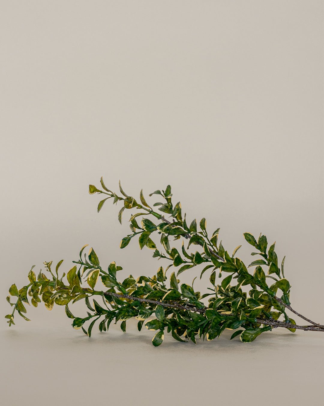 Branche EUONYMUS 26'' - Maison Olive - Branches artificielles