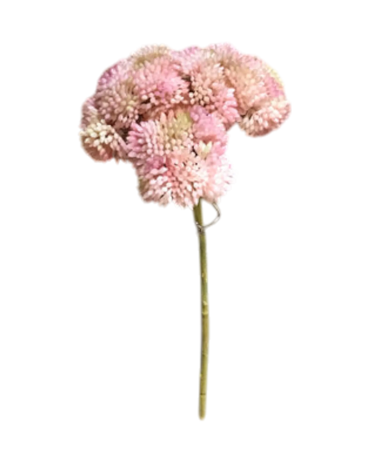Branche De Sedum Blush  Maison Olive