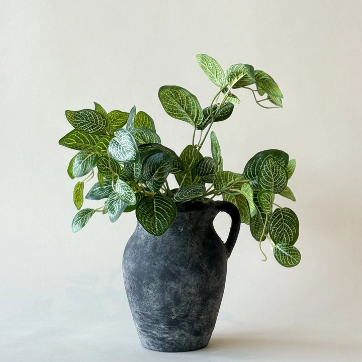 Mini Buisson Fittoni Vert Et Blanc