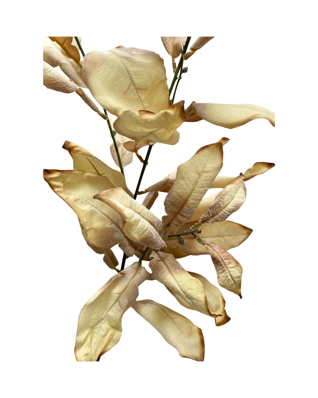 Branches-Feuillages-Crème-Automne-Doux