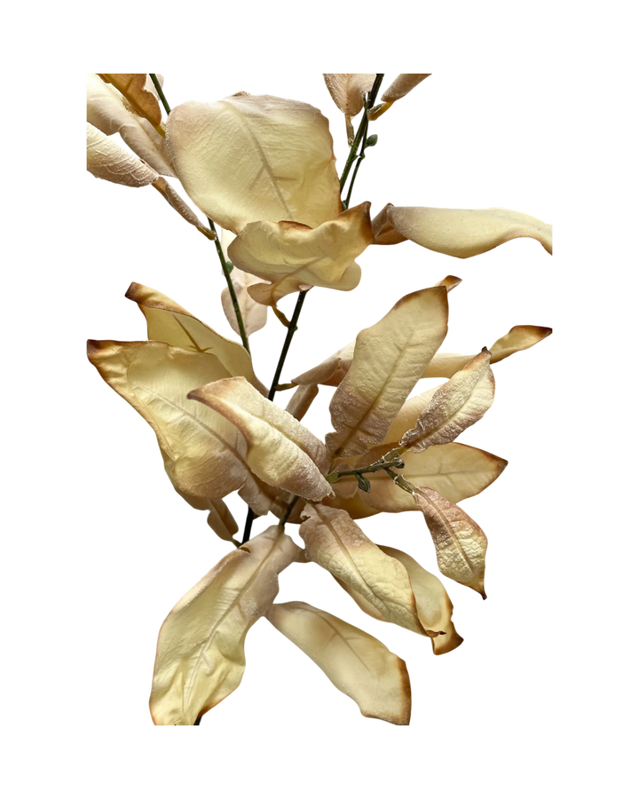 Branches-Feuillages-Crème-Automne-Doux