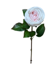 Branche de Rose Blush 29"
