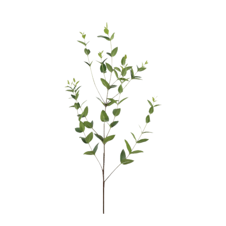 Branche Eucalyptus 36" Maison Olive
