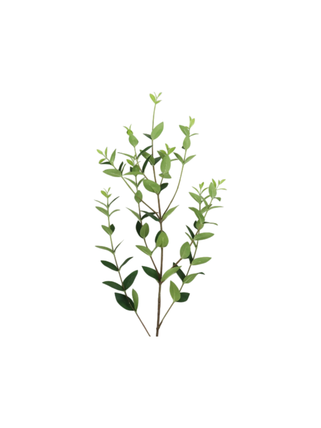 Branche Eucalyptus 36" Maison Olive