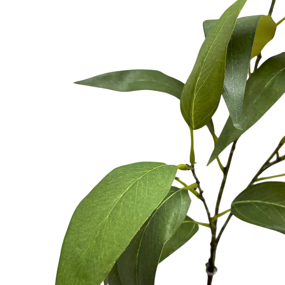 Branche Eucalyptus Globulus Maison Olive