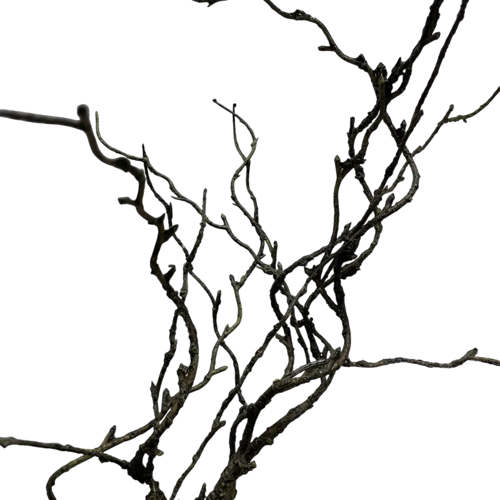 Branche de brindilles 49'' Maison Olive