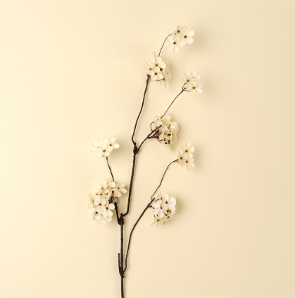 Branche de fleurs de poirier  Maison Olive