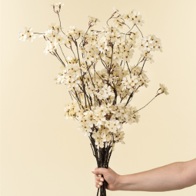 Branche de fleurs de poirier  Maison Olive
