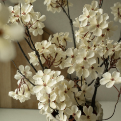 Branche de fleurs de poirier  Maison Olive