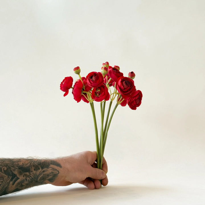 Renoncule rouge  Maison Olive