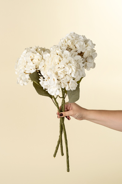 Hortensia Blanc Tige Fleurs Ete 