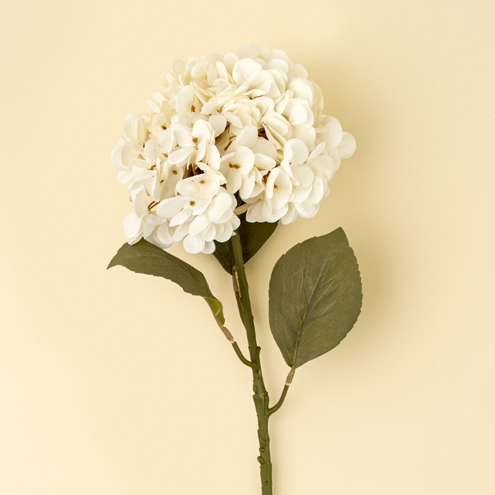 Hortensia Blanc Tige Fleurs Ete 