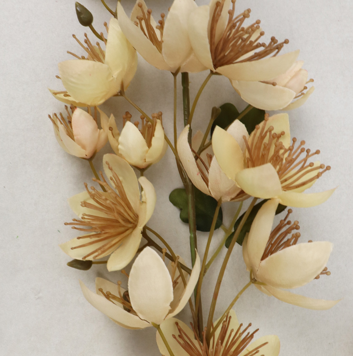 TIGE THALICTRUM, CAFÉ, 42