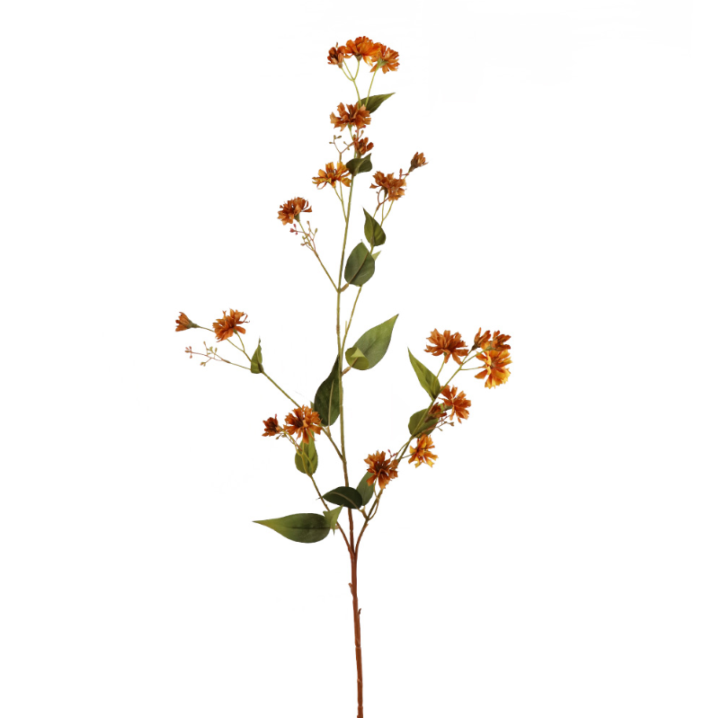 branche d'épervière orange