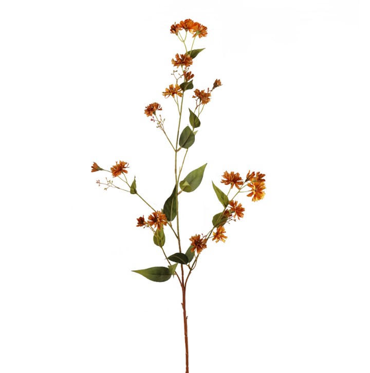 branche d'épervière orange