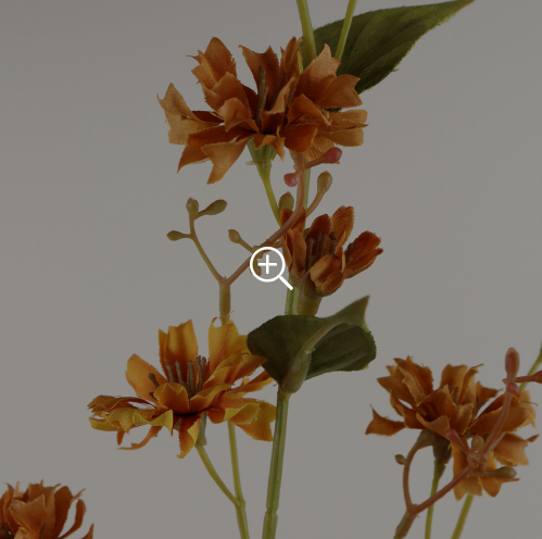 branche d'épervière orange_zoom