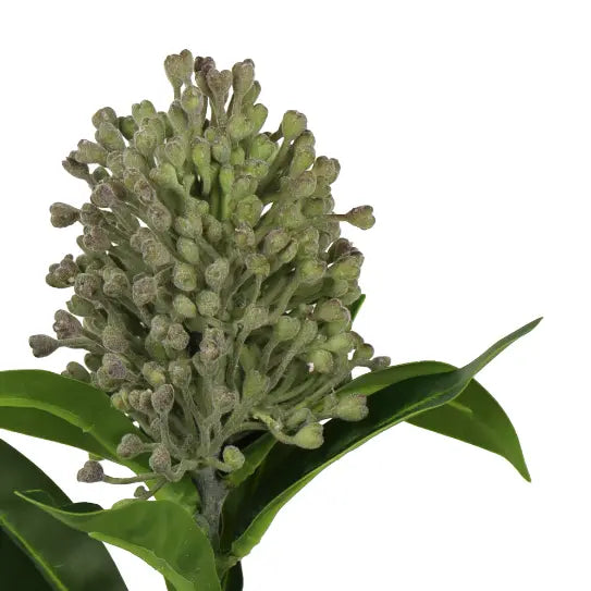 Tige Photinia verte 12" Maison Olive