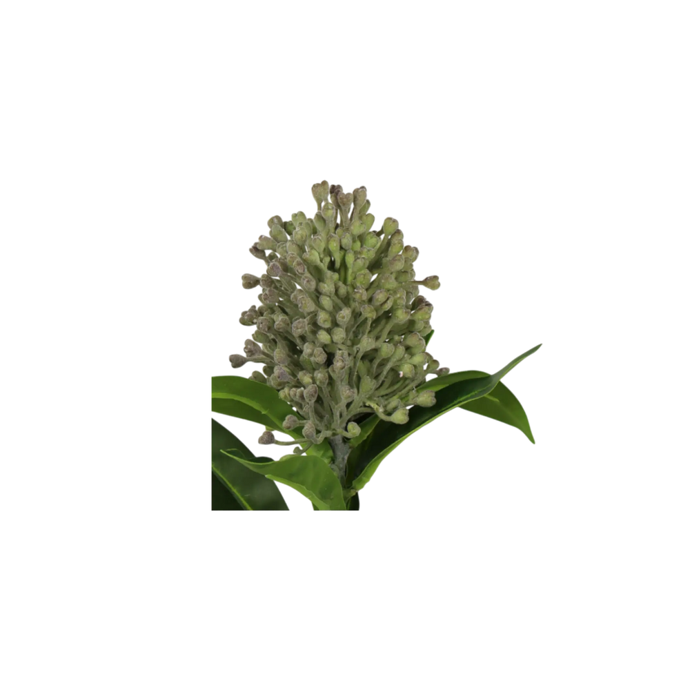 Tige Photinia verte 12" Maison Olive