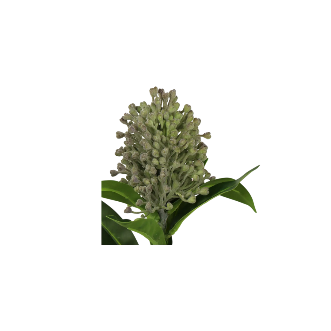 Tige Photinia verte 12" Maison Olive