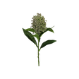 12" Green Photinia Stem