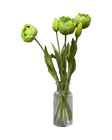 Green Tulips 18''