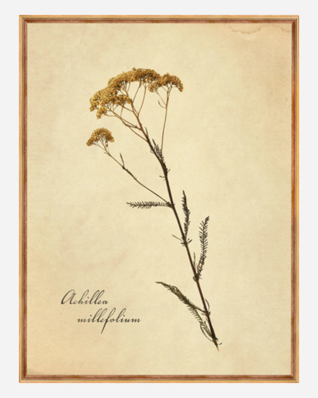 ACHILLEA MILLEFOLIUM - Maison Olive - Tableaux et Cadres