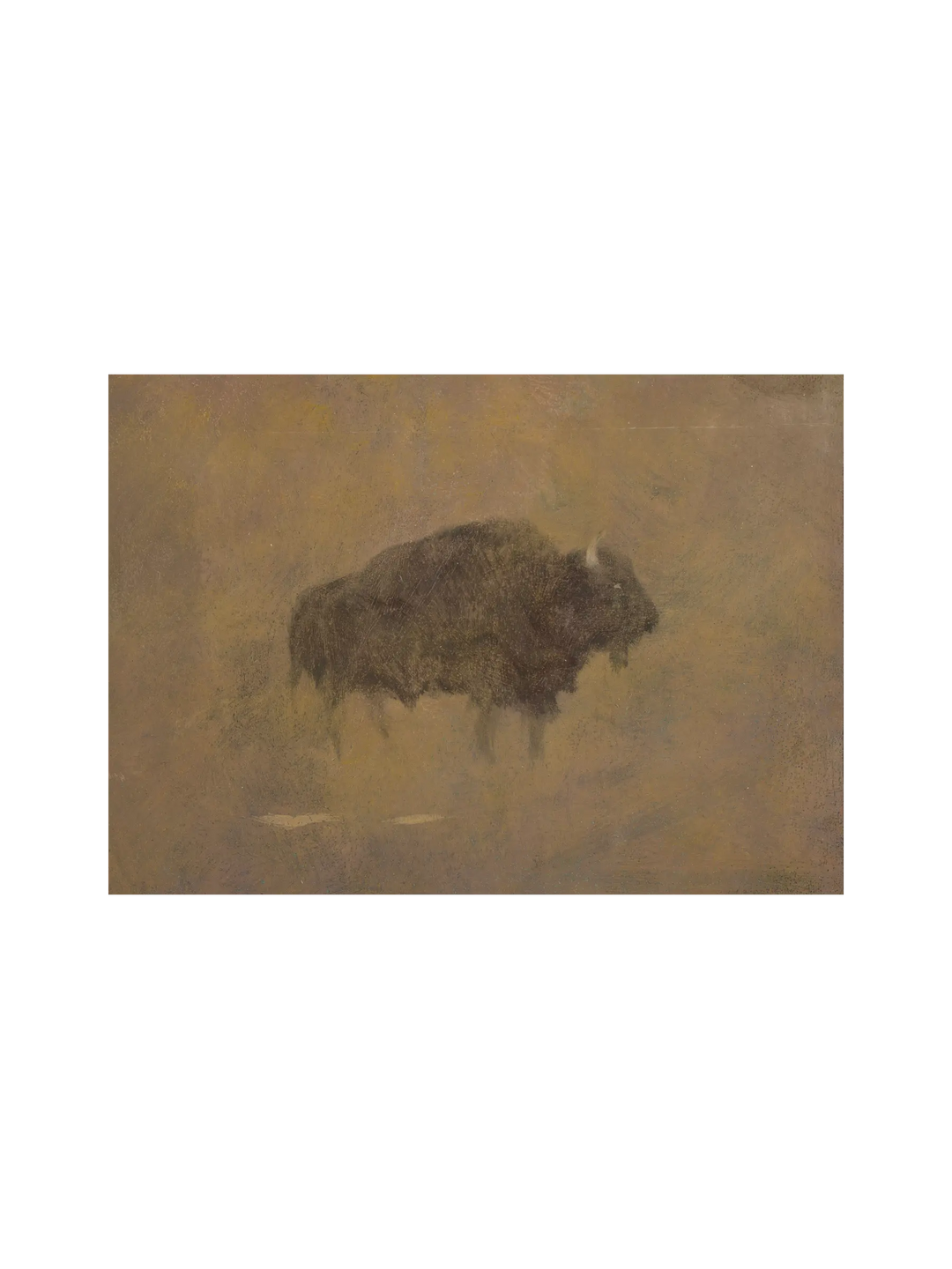Bison
