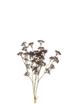 Bouquet herbes de sedum - Mauve