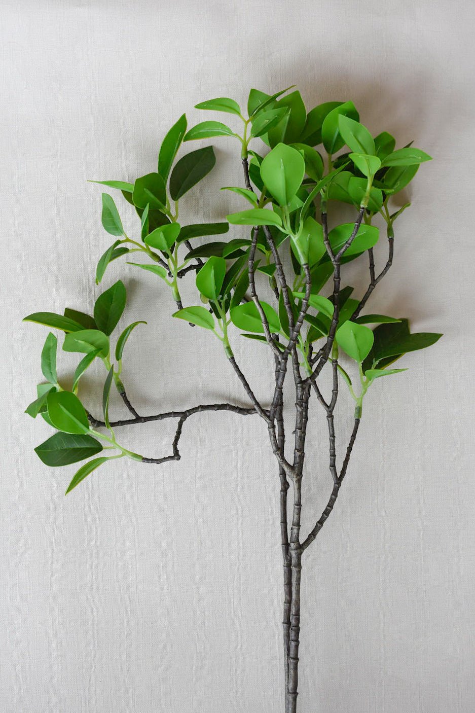 Ficus 31'' - Maison Olive - Branches artificielles