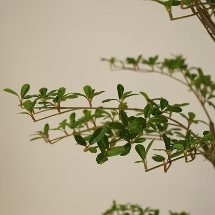 Arbre artificiel Maison Olive au feuillage vert réaliste et branches fines pour une décoration intérieure élégante.