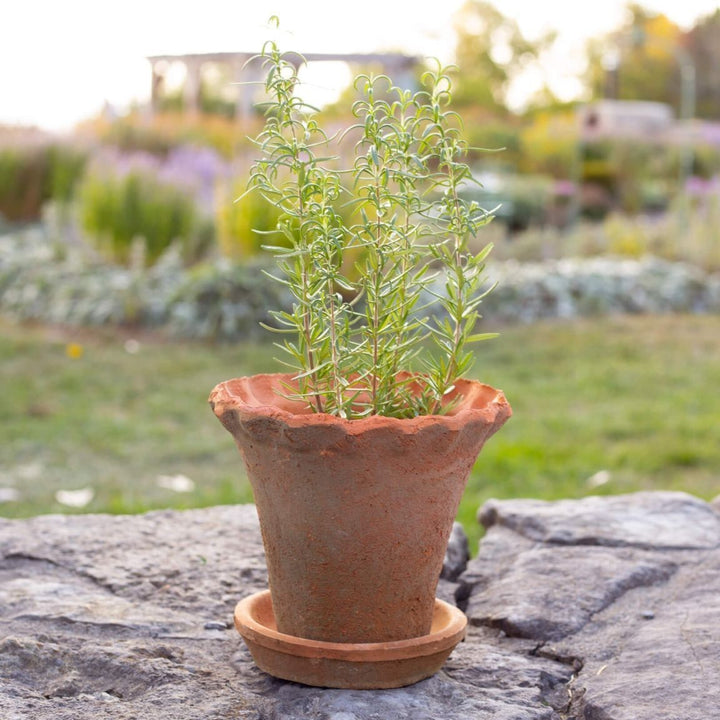 Maison Olive Pot en terre cuite LIZ à bord froncé, idéal pour plantes d'intérieur. Couleur terre cuite naturelle.