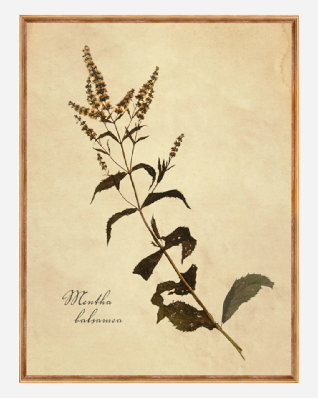 MENTHA BALSAMEA - Maison Olive - Tableaux et Cadres