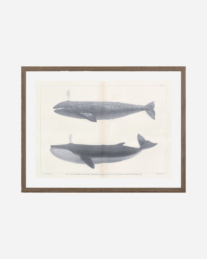 VINTAGE WHALE SERIES IV Cadre - Maison Olive - Tableaux et Cadres