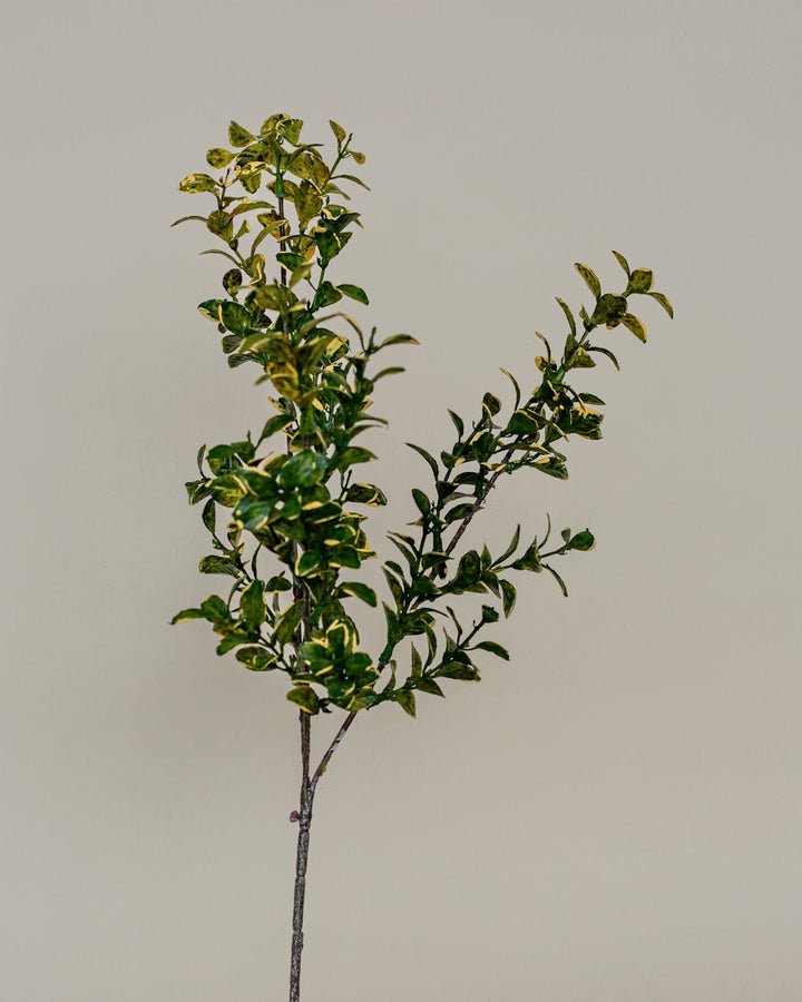 Branche EUONYMUS 26'' - Maison Olive - Branches artificielles