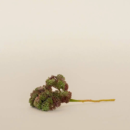 LE Heirloom - Olive (SQ)