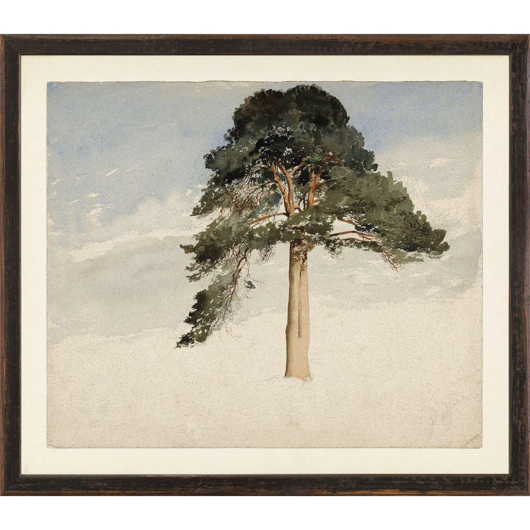 SCOTTISH FIRTREE 1849 - Maison Olive - Tableaux et Cadres