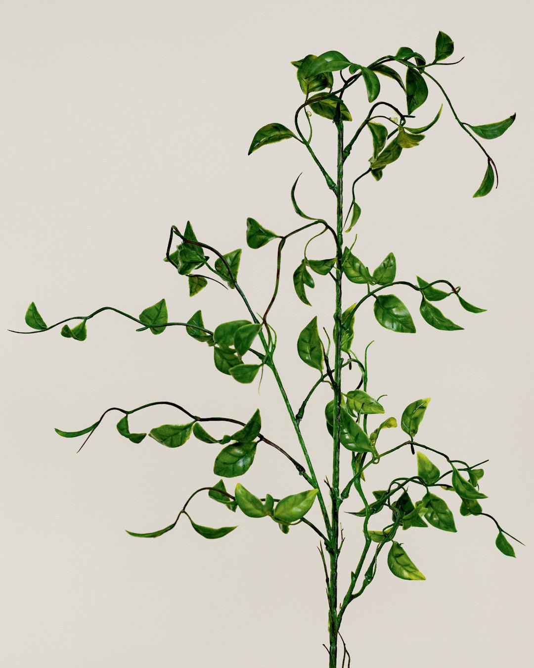 SMILAX SPRAY 31'' - Maison Olive - Branches artificielles