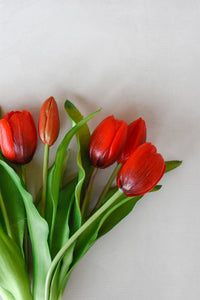 Tulipe rouge - Maison Olive -